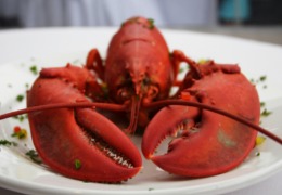 化妝品原料小百科：蝦青素的來源你知道嗎？