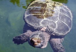 肌醇——魚、蝦飼料的能量補給站！