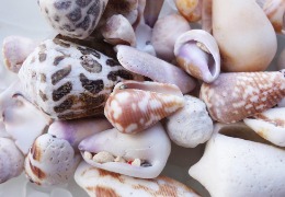 芋螺肽：2023年備案的化妝品新原料，不得宣稱為抗皺神器